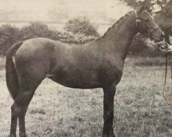 broodmare Westlands Whispering Wind (British Riding Pony, 1976, from Twylands Troubadour)