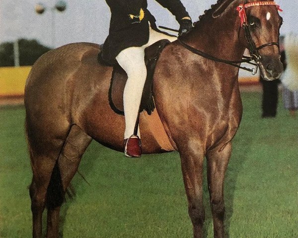 broodmare Bradmore Catkin (British Riding Pony, 1991, from Sandbourne Royal Ensign)