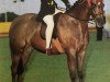 broodmare Bradmore Catkin (British Riding Pony, 1991, from Sandbourne Royal Ensign)