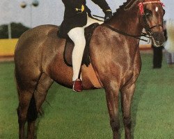 broodmare Bradmore Catkin (British Riding Pony, 1991, from Sandbourne Royal Ensign)