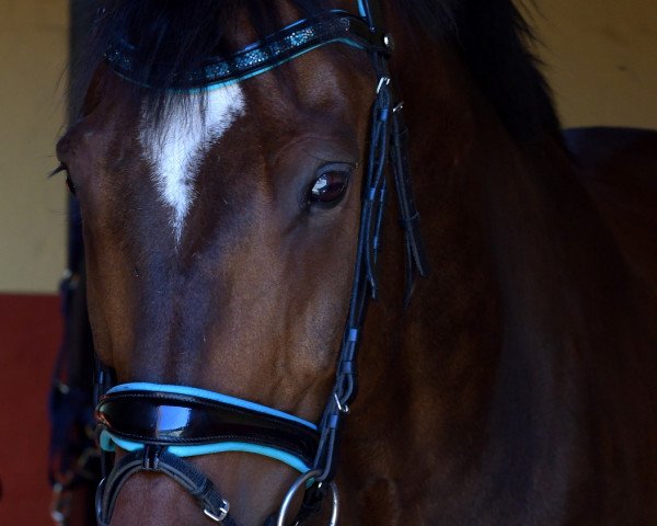 Springpferd Esteban 30 (Polnisches Warmblut, 2013, von Cassilio)