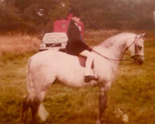 horse Worth Mindaw (British Riding Pony, 1972, from Wingrove Minkino)