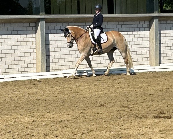 Dressurpferd Annette van de Rooshoeve (Haflinger, 2015, von Natino)