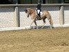 dressage horse Annette van de Rooshoeve (Haflinger, 2015, from Natino)