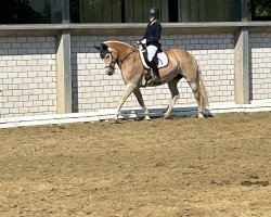 dressage horse Annette van de Rooshoeve (Haflinger, 2015, from Natino)