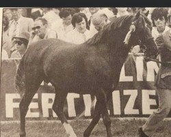 Deckhengst Downland Gold Leaf (Welsh Pony (Sek.B), 1977, von Downland Chevalier)