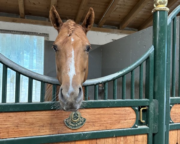 Pferd Eclipse de St Paul (Französisches Pony, 2014, von Golden Hero)