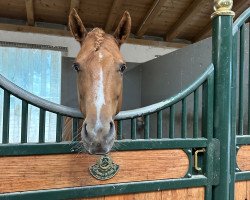 Pferd Eclipse de St Paul (Französisches Pony, 2014, von Golden Hero)