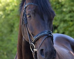 Springpferd Lajosz (Polnisches Warmblut, 2008, von Rotmistrz)