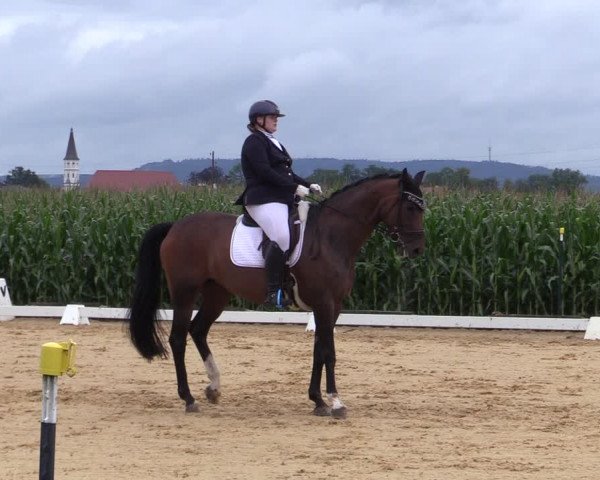 Reitturnier Ranshofen - Braunau am Inn 2023