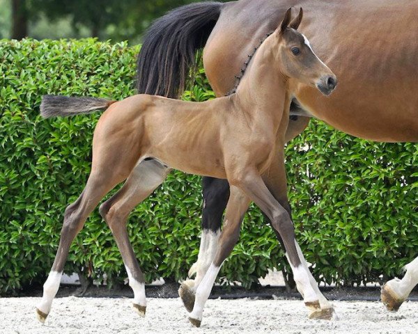 jumper Everyone's Dream PM Z (Zangersheide riding horse, 2023, from Eldorado vd Zeshoek Tn)