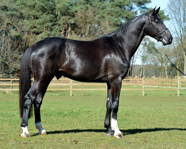 stallion Dominator 2000 Z (Zangersheide riding horse, 2010, from Diamant de Semilly)