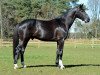stallion Dominator 2000 Z (Zangersheide riding horse, 2010, from Diamant de Semilly)