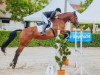 jumper Cornelia 37 (Oldenburg show jumper, 2012, from Acadius)