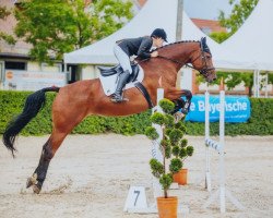 jumper Cornelia 37 (Oldenburg show jumper, 2012, from Acadius)