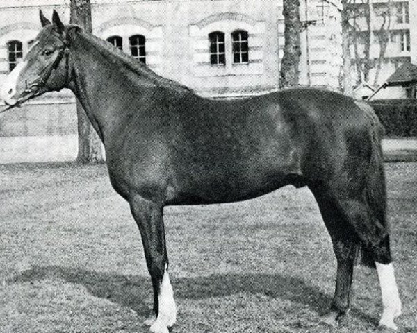 Pferd Dubrioso (Selle Français, 1969, von Surioso)