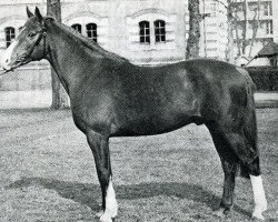 horse Dubrioso (Selle Français, 1969, from Surioso)