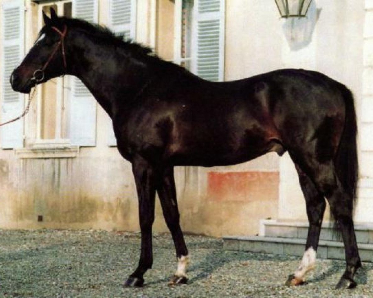 Deckhengst Ramouncho AA (Anglo-Araber, 1983, von Kalyan AA)