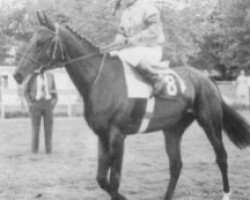 stallion Kalyan AA (Anglo-Arabs, 1976, from Thalian AA)