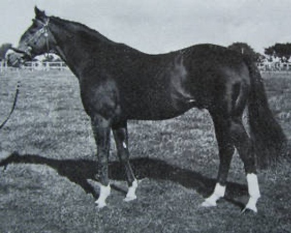 stallion Lear Jet xx (Thoroughbred, 1966, from King's Troop xx)