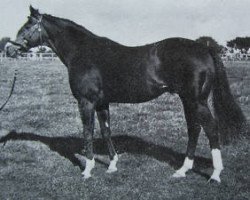 stallion Lear Jet xx (Thoroughbred, 1966, from King's Troop xx)