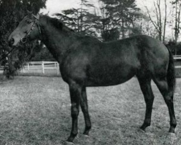 stallion Floid AA (Anglo-Arabs, 1969, from Djerba Oua ox)