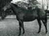 stallion Floid AA (Anglo-Arabs, 1969, from Djerba Oua ox)
