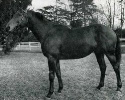 Deckhengst Floid AA (Anglo-Araber, 1969, von Djerba Oua ox)