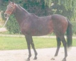 stallion Valiant Heart xx (Thoroughbred, 1977, from Matahawk xx)