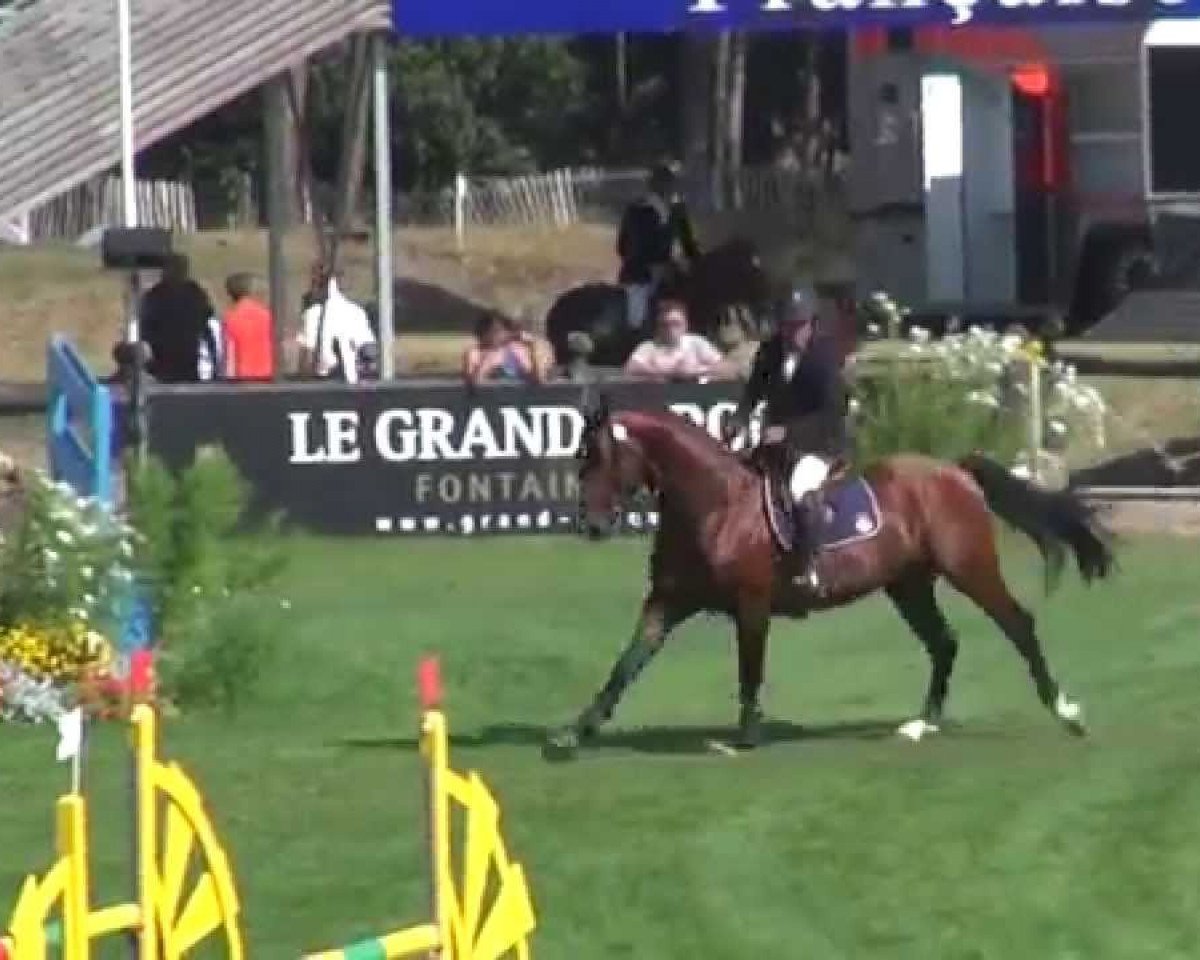 jumper Indalo van 't Paradehof (Belgian Warmblood, 2008, from Bentley van de Heffinck)