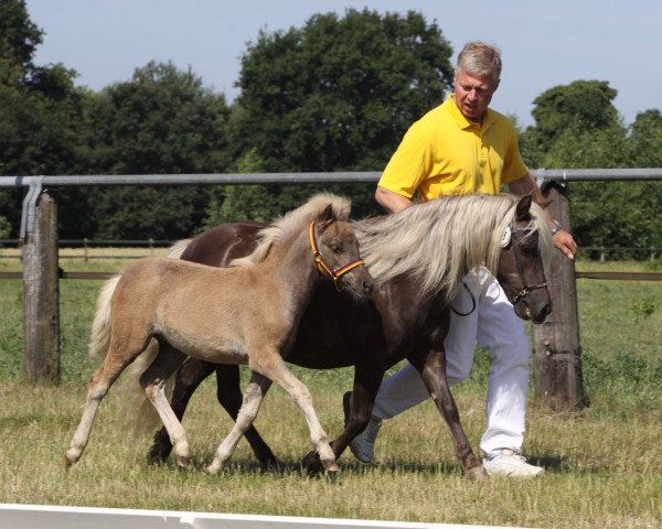 broodmare Brix von Clus (German Classic Pony,  , from Jo-Jo)