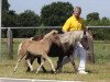 broodmare Brix von Clus (German Classic Pony,  , from Jo-Jo)