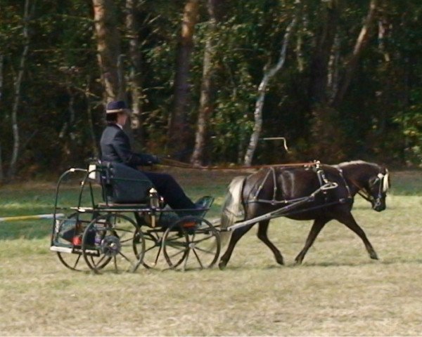 Zuchtstute Henja v. Clus (Deutsches Classic Pony,  , von Jabolo)