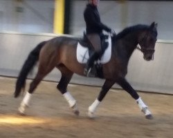 dressage horse Deviena (Hanoverian, 2010, from Don Ricoss)