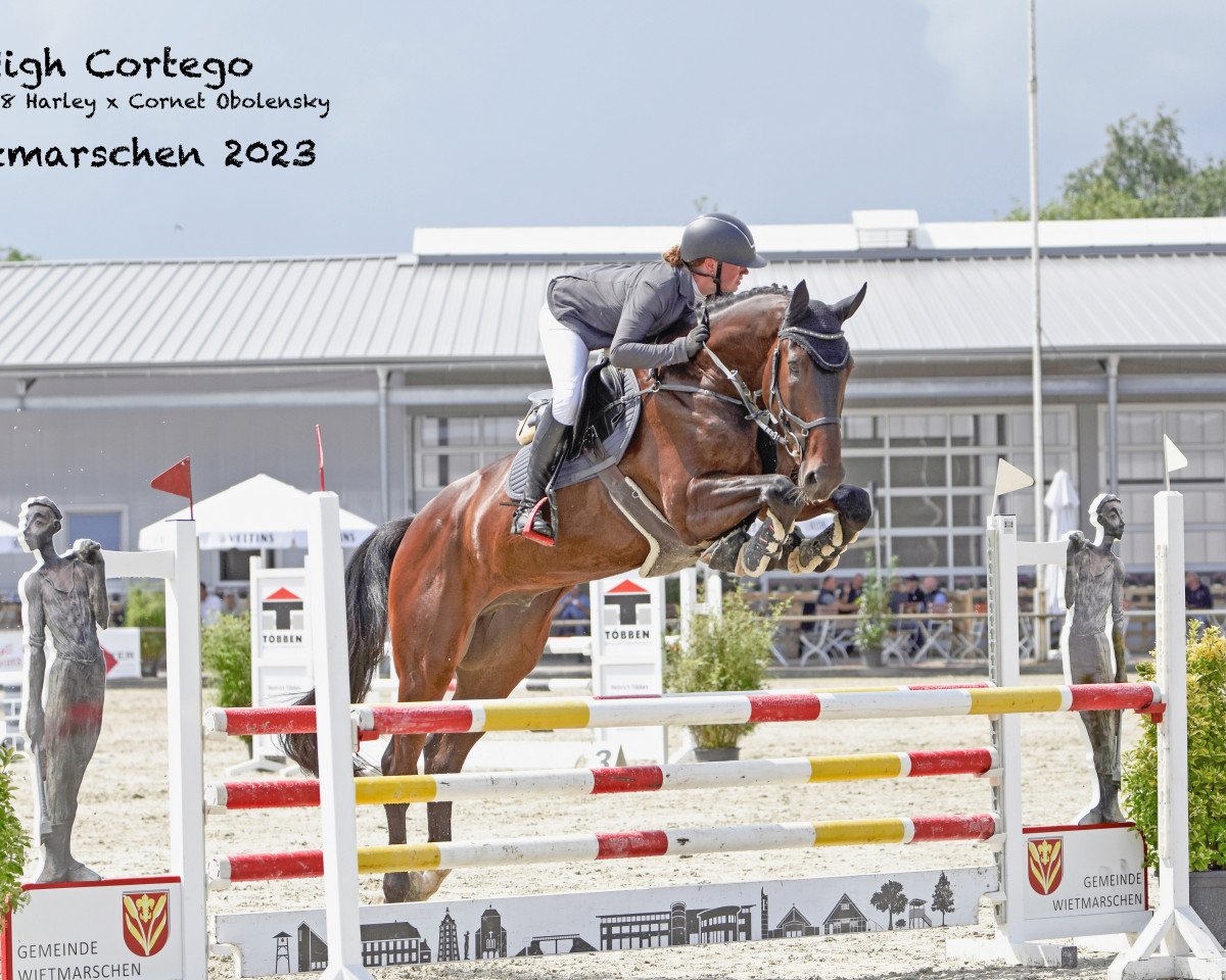 jumper High Cortego (Oldenburg show jumper, 2018, from VDL Harley)
