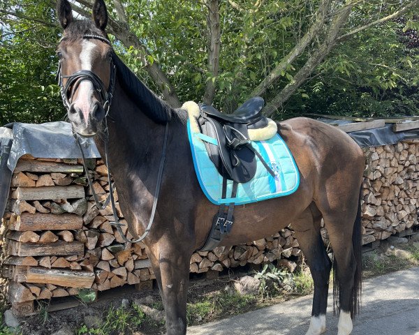 Pferd Jazzcolour (Deutsches Sportpferd, 2018, von Jazzman)