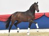 dressage horse Fuego 167 (Hanoverian, 2019, from Follow Him's Schönweide)