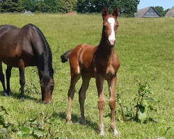 horse Stute von Colorit / Landos (Holsteiner, 2023, from Colorit)