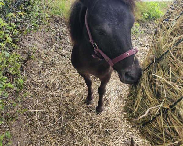 Zuchtstute Ma Belle (Shetland Pony, 2022)
