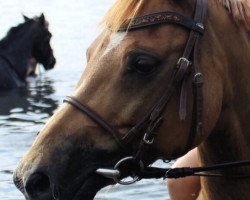 horse Petite Charmeur (German Riding Pony, 2007, from Petite Filou)