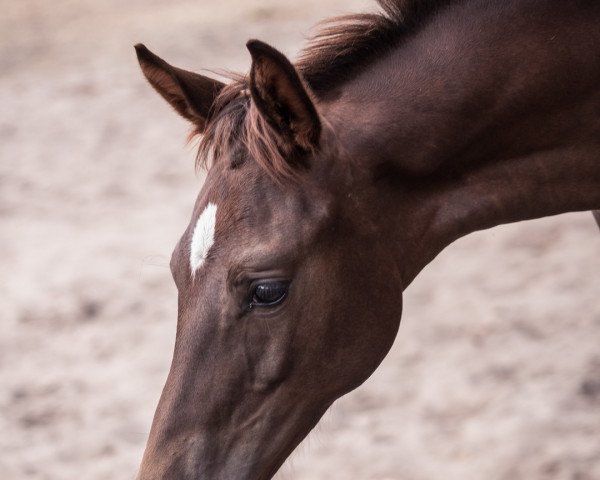 dressage horse Maravia (German Sport Horse, 2021, from Maracana)