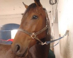 horse Kiba-Kings Roeschen AK (Hanoverian, 2011, from Kolibris Vulkano Dree Boeken)