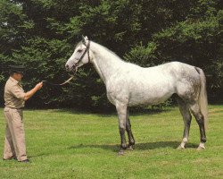 Deckhengst Lion D'Or AA (Anglo-Araber, 1977, von Dionysos II AA)