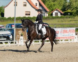 dressage horse Belle de Jour 50 (Trakehner, 2006, from Latimer)