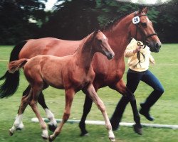 broodmare Pretty Woman (Hanoverian, 2008, from Perigueux)