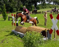 jumper Salty Serendipity (German Warmblood, 2009, from Salt'n Pepper 3)