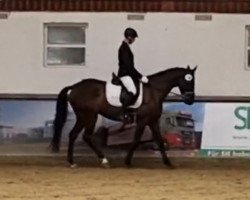 dressage horse Goldmarie (Trakehner, 2019, from Mescalero)