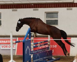 dressage horse Goldmarie (Trakehner, 2019, from Mescalero)