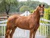 broodmare Barbie Girl (Oldenburg, 2019, from Best of Gold)