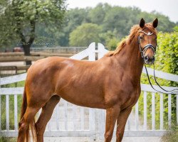 broodmare Barbie Girl (Oldenburg, 2019, from Best of Gold)